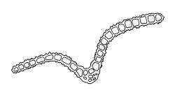 Zygodon intermedius, cross-section of mid laminal cells including costa.
 Image: R.C. Wagstaff © All rights reserved. Redrawn with permission from Lewinsky (1990). 
